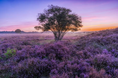 Zonsopkomst op de heide...