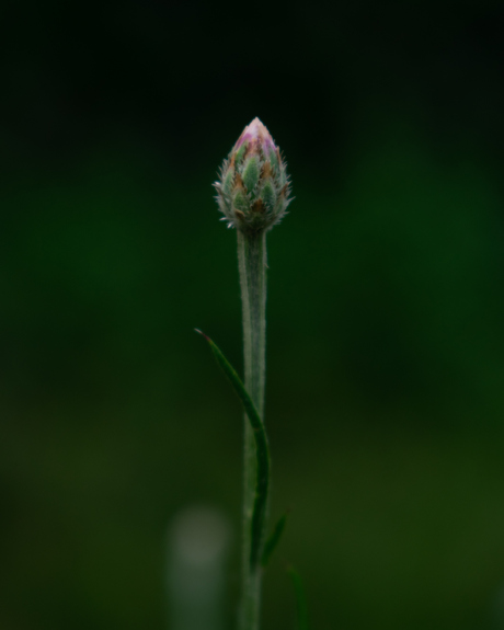 Korenbloem in knop