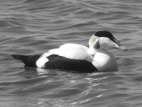 Eidereend zwart witte achtergond