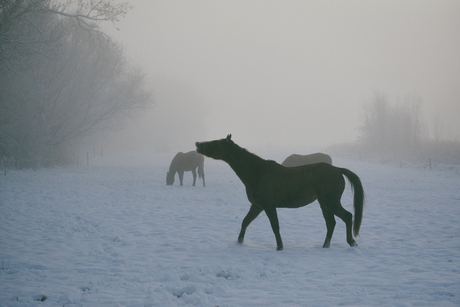 Mistig winterlandschap