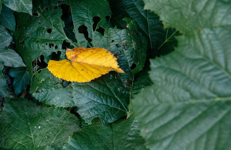 Eenzaam herfstblad