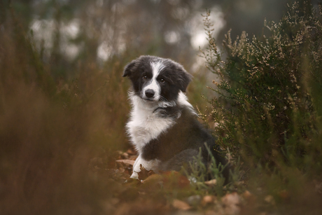 César