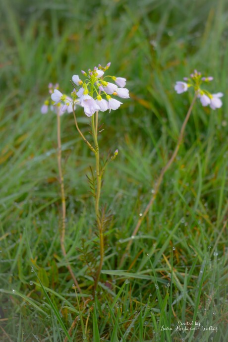 Pinksterbloem in Weiland