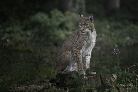 Lynx