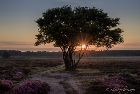 Zonsopkomst op de Hilversumse heide