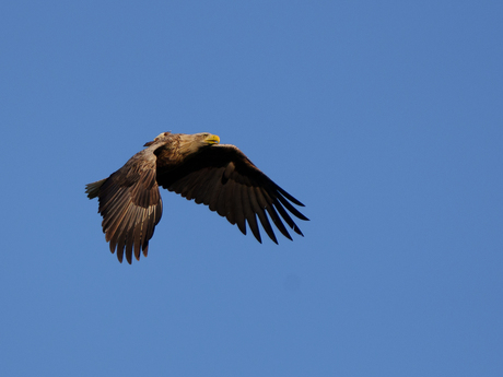 Zeearend - Millingerwaard