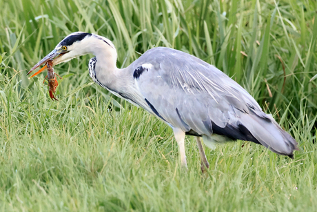 Reiger met prooi