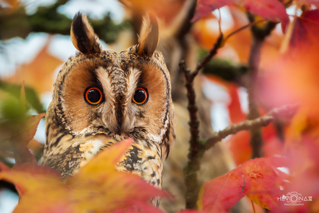 Ransuil in herfstsferen...