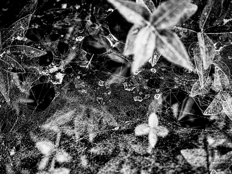 Web 