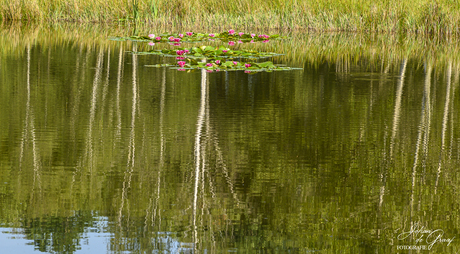 Weerspiegeling
