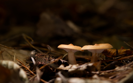 Paddenstoelen met bezoek