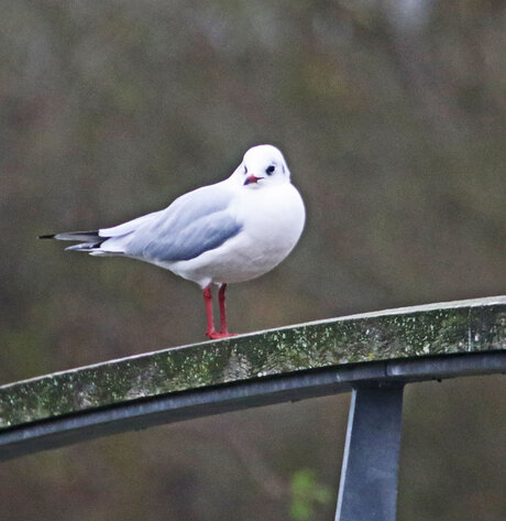 brug zitter