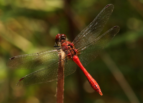 bloedrode heidelibel