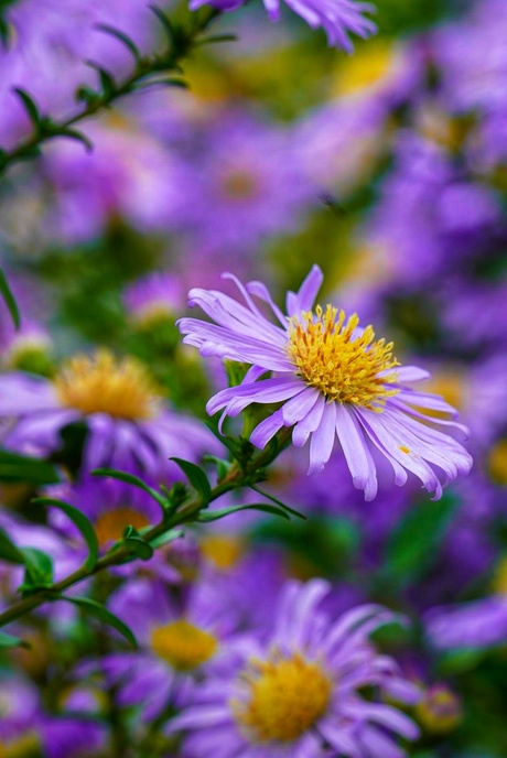 Aster novae-angliae " Barr’s Blue"