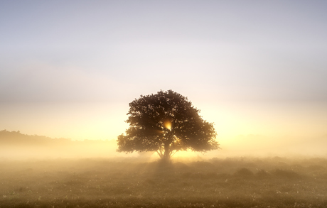 magic morning