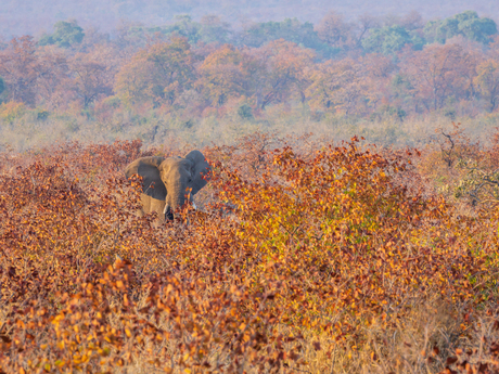 Olifant bij zonsopgang