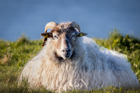 Portret van een schaap