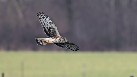 Blauwe kiekendief ♀️