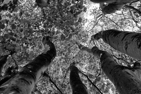 Hoge bomen