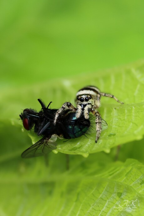 zebraspringspin met prooi