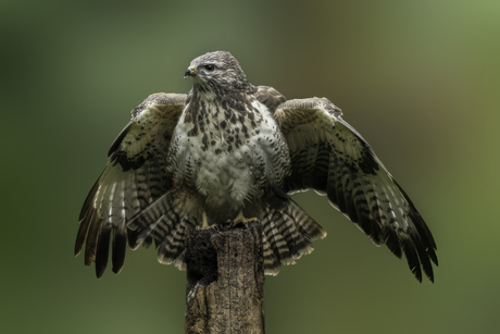 buizerd