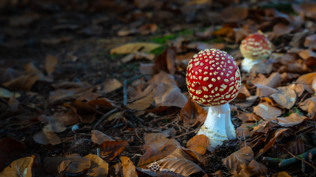 rood met witte stippen 