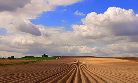 Aardappelbedden