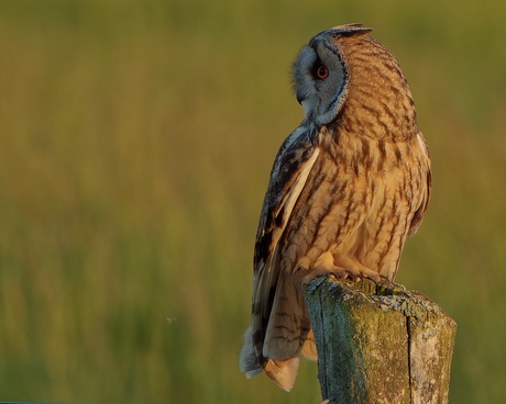 Ransuil in de avondzon