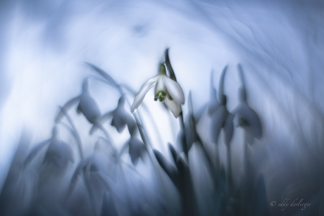 Sneeuwklokjes