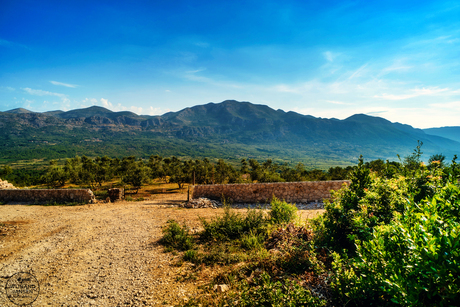 View of olive plantation