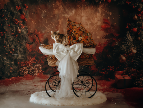 Kerstshoot met onze kat als model 