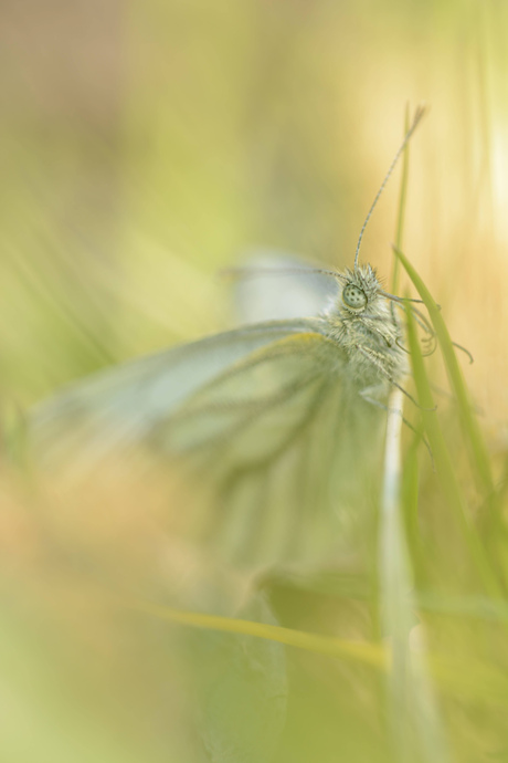 Verstopt in het gras