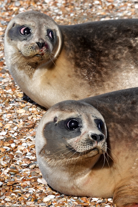 Zeehonden vrijlating door stichting A Seal Stellendam