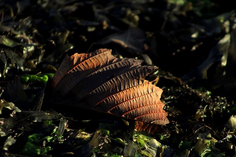 Een blad....................