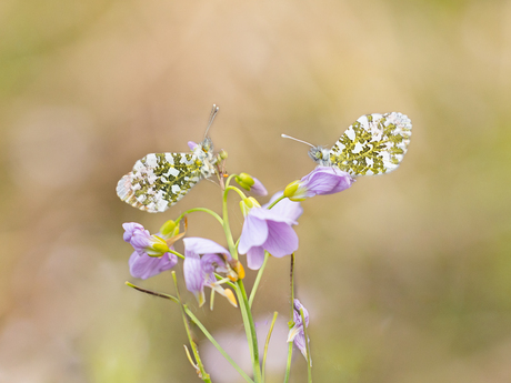 Met zijn tweetjes.....