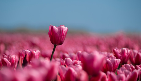 Boven het maaiveld uit