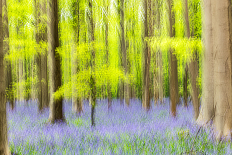Hallerbos