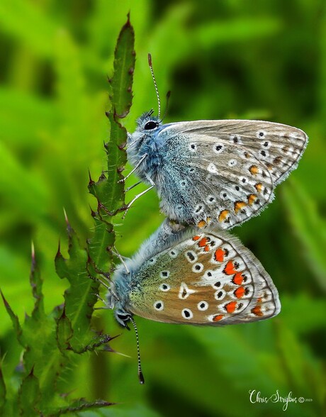 Icarusblauwtjes