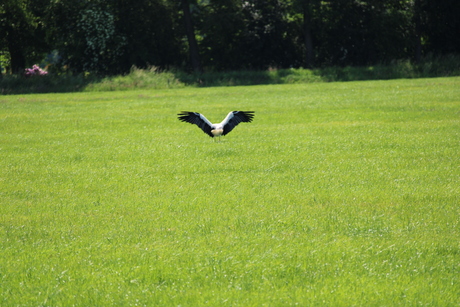 Ooievaar in landing.