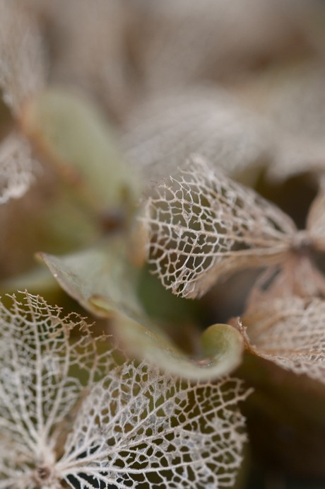 Winterdetails in de tuin 