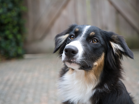 Fie, Border Collie