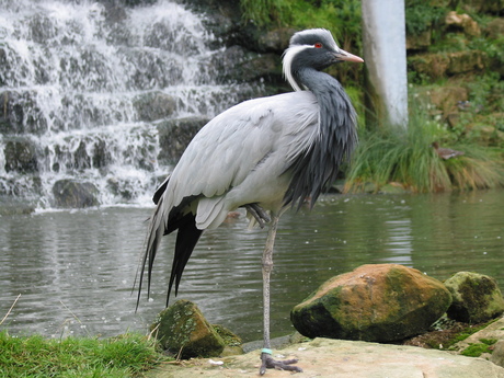 Jufferkraanvogel