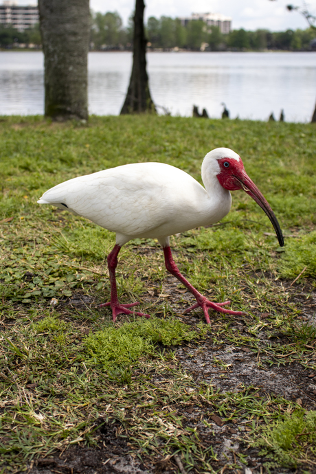 Witte Ibis