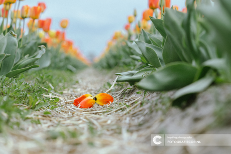 De afvallige  tulp