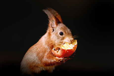 Appeltje voor de dorst