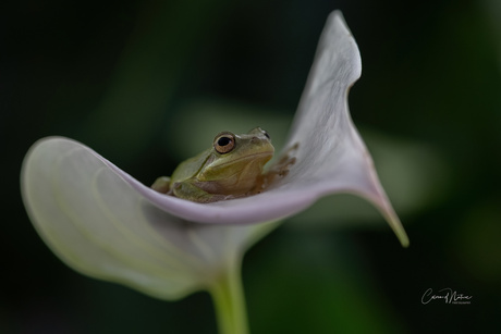 Amerikaans boomkikkertje man 