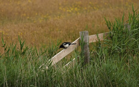 Wat zit daar nou in het riet!