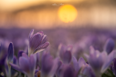 Krokus in tegenlicht