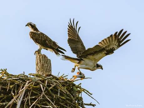 "Nee. Geen halve vis!!"