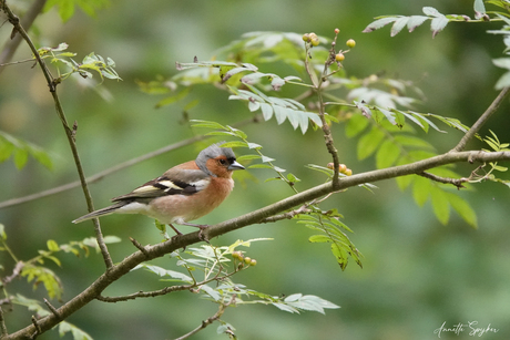 Vink (mannetje)